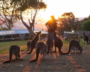 Bonorong - Feeding Kangaroos